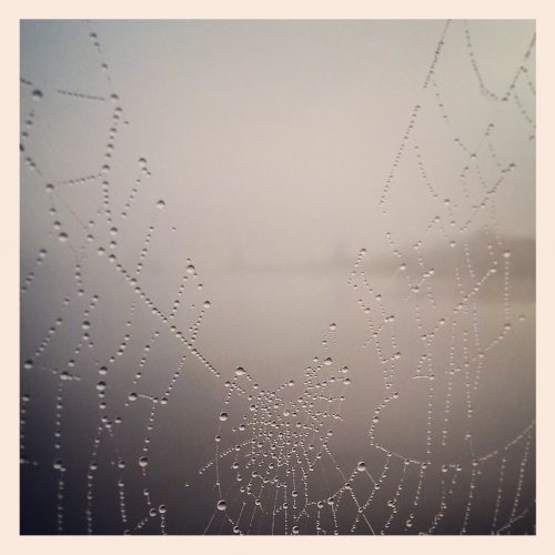 ML0028-spinneweb-druppels - instagram- fotografie van Marjolein Lensink - fotografie - Zaansgroen