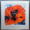 Papaver e/a