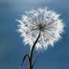 Paardenbloem 19/300 - Afbeelding 2