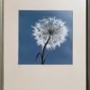 Paardenbloem 19/300