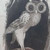 Het Uiltje 143/150 - Afbeelding 3