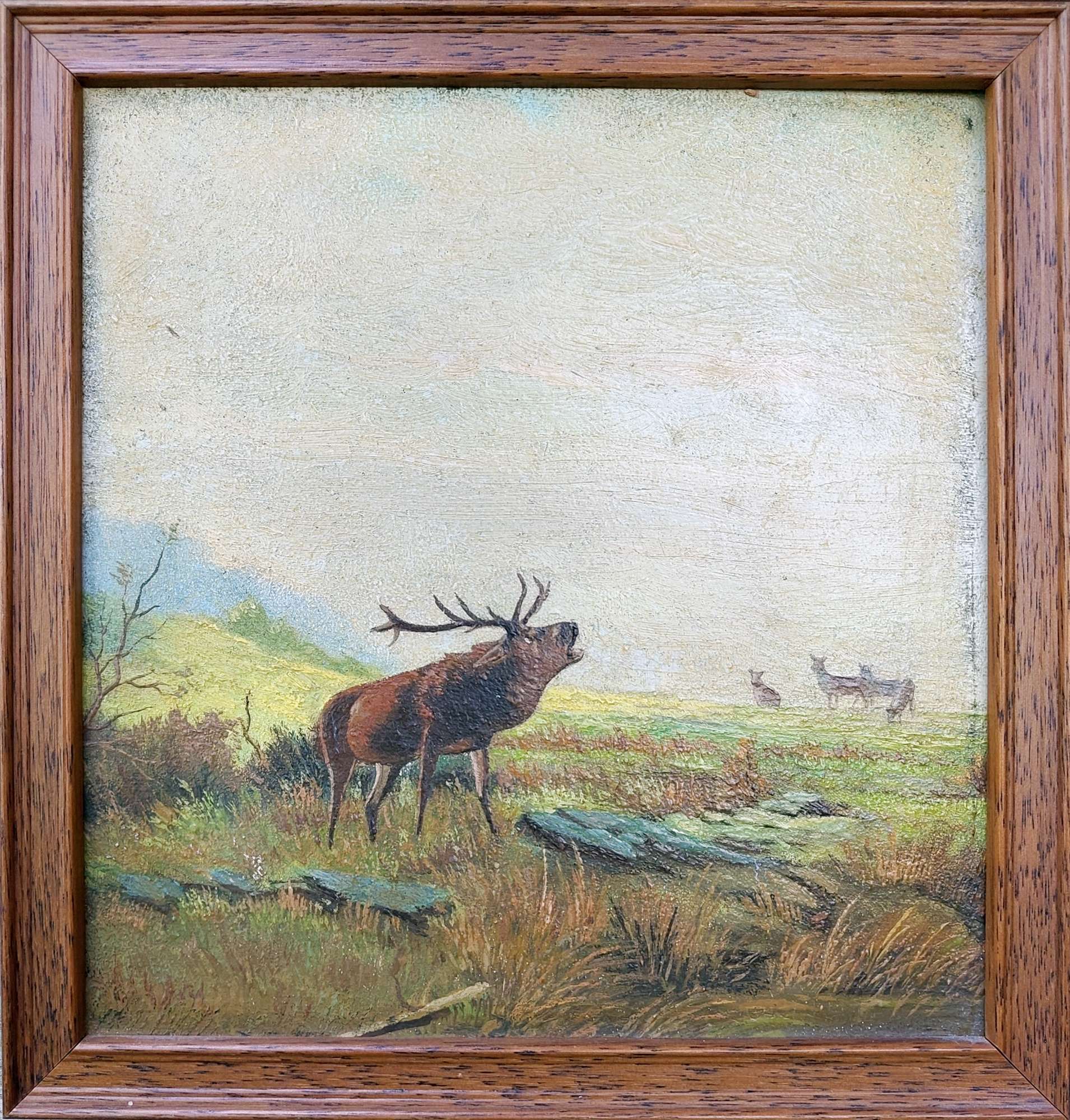 Featured image for “Eland”
