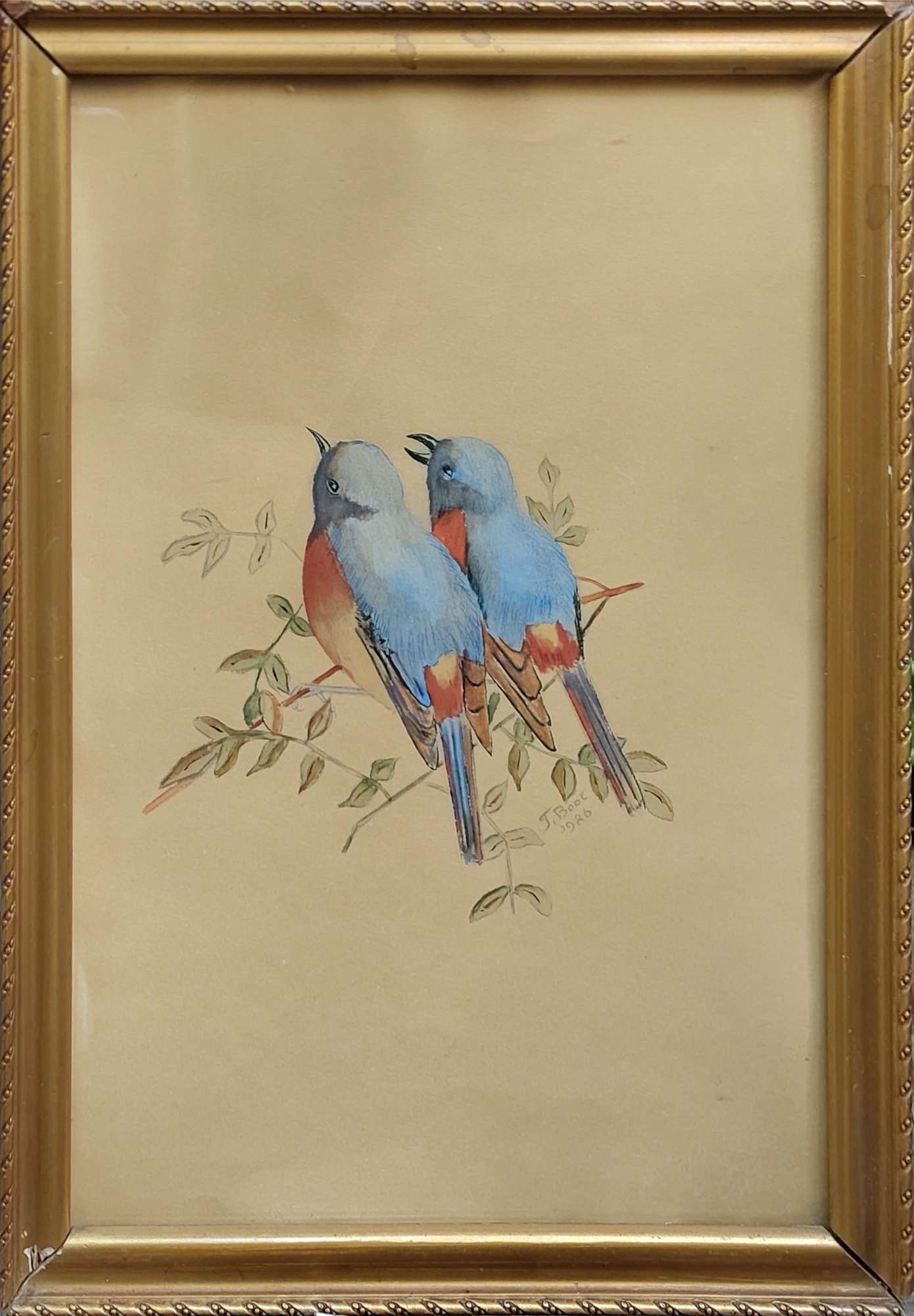 Featured image for “Blauwe Rotslijsters”
