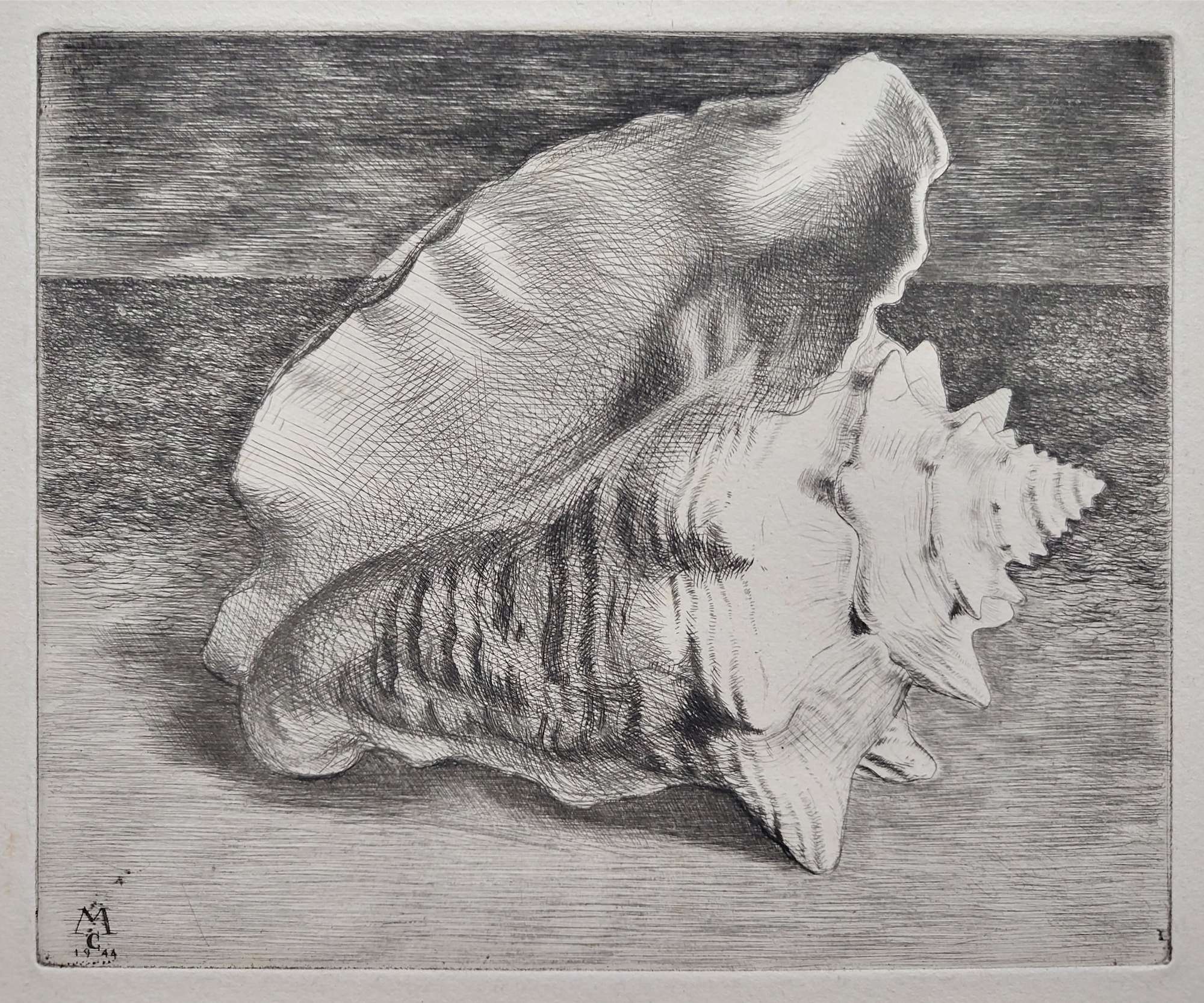 Featured image for “Le Coquillage”