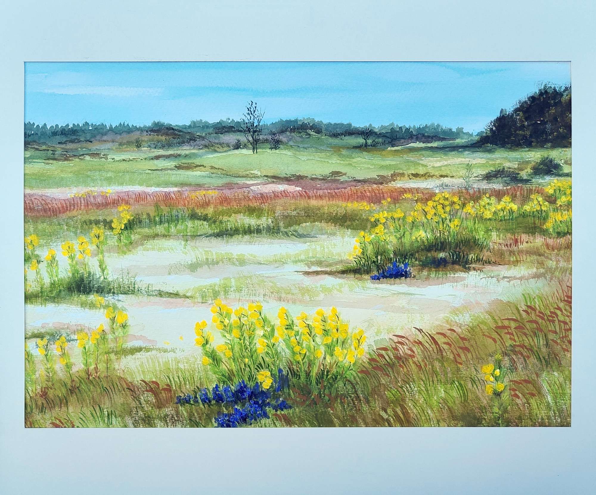 Featured image for “Noordhollandse Duinen”